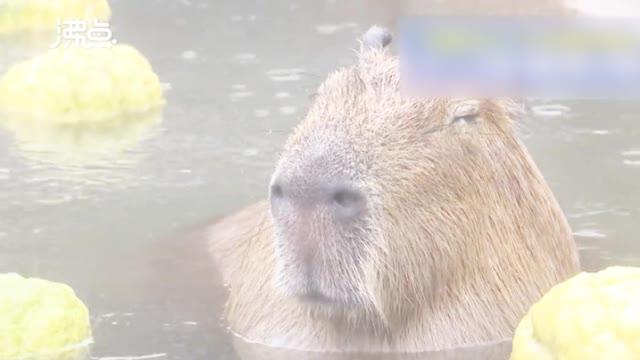 太享受了 日本水豚泡柚子温泉浴 视频新闻 太享受了 日本水豚泡柚子温泉浴 视频新闻