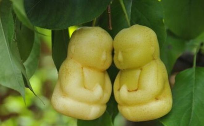 西游记里的娃娃人参果在水果市场上出现究竟是哪种水果