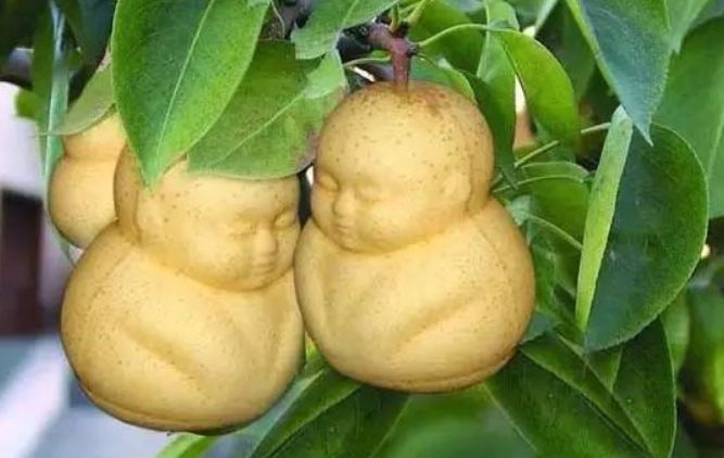 西游记里的娃娃人参果在水果市场上出现究竟是哪种水果