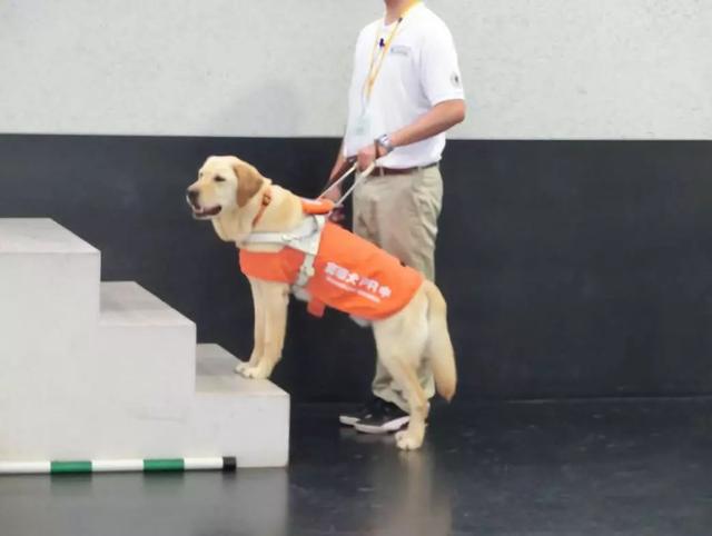 导盲犬是如何“炼”成的?
