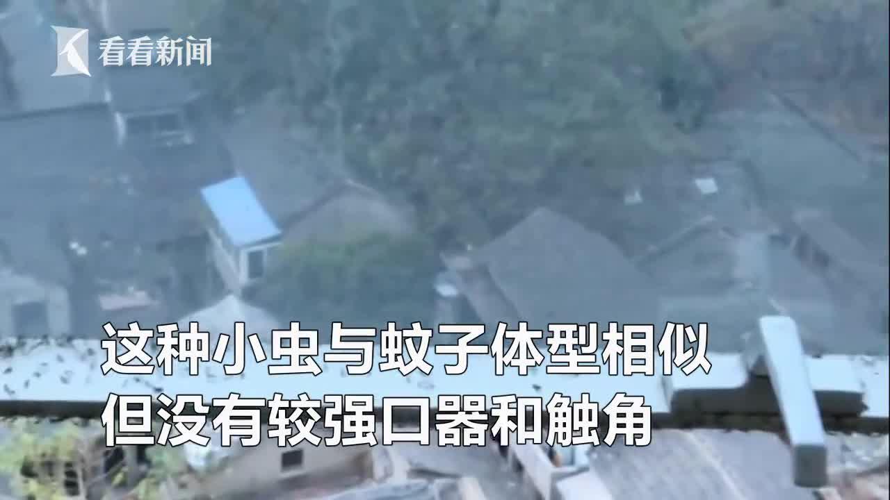 天气太冷成群小虫入室蹭暖气 专家:对人体无害
