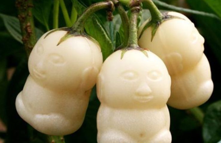 西游记里的娃娃人参果在水果市场上出现究竟是哪种水果