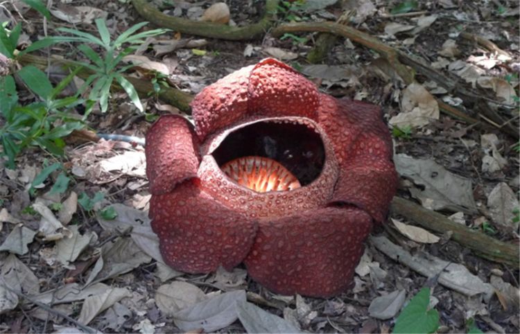 世界上最大最臭的花,一生只开一朵花,里面能容纳一个儿童