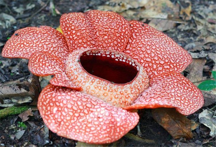 世界上最大最臭的花,一生只开一朵花,里面能容纳一个儿童