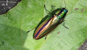 奈良法隆寺里的国宝玉虫厨子它为何珍贵原由有些特殊