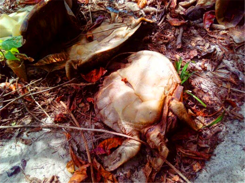 警方发现无人岛传来阵阵腐臭,上岸查看后谴责走私者