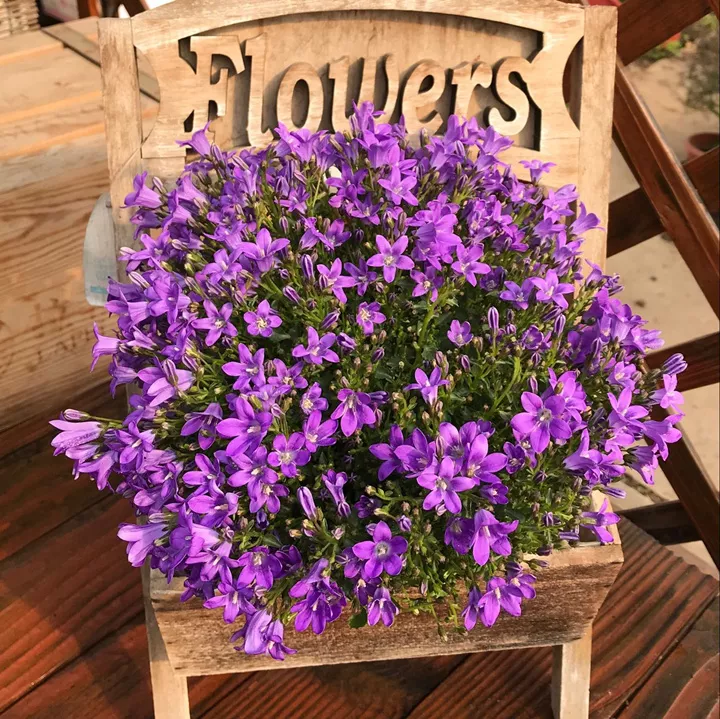 花市买的风铃花花量大花期长冬天也能开开成紫色大花球