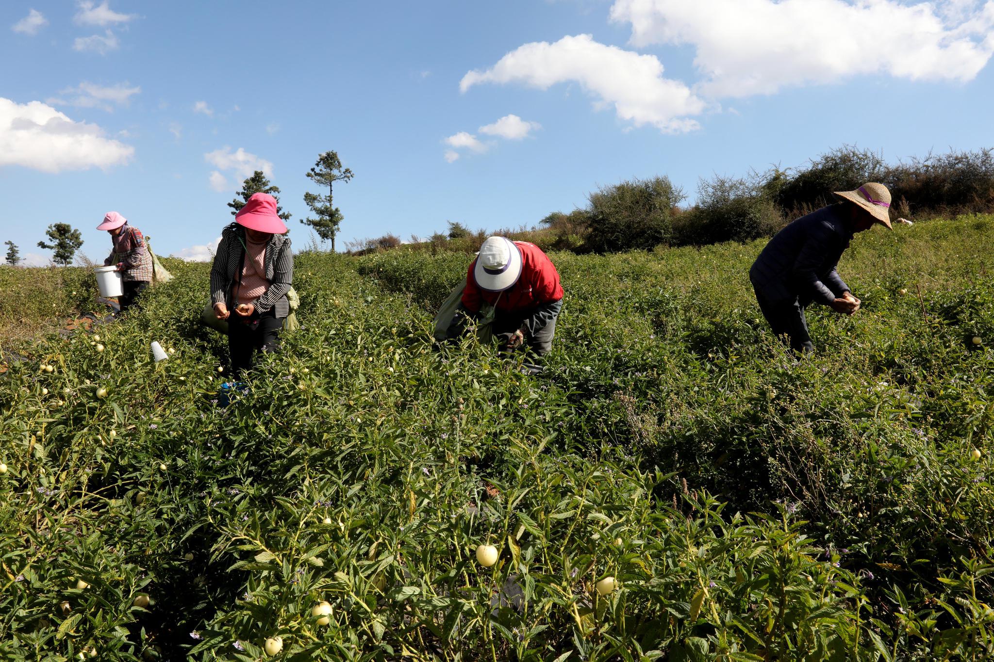 云南石林:人参果产业助力脱贫致富