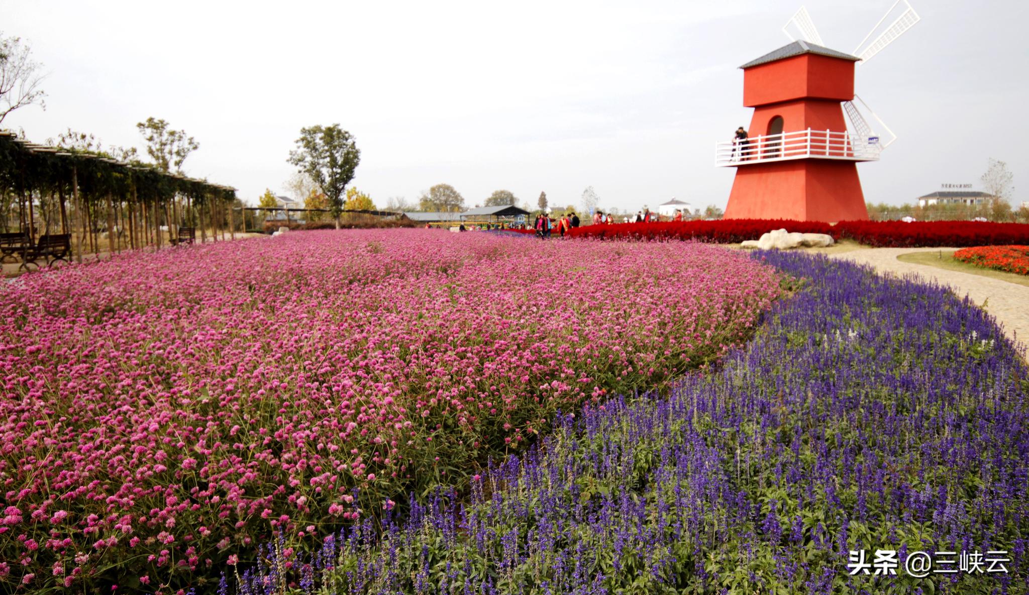湖北枝江同心花海,徜徉在花海之中,感受冬日花海之美