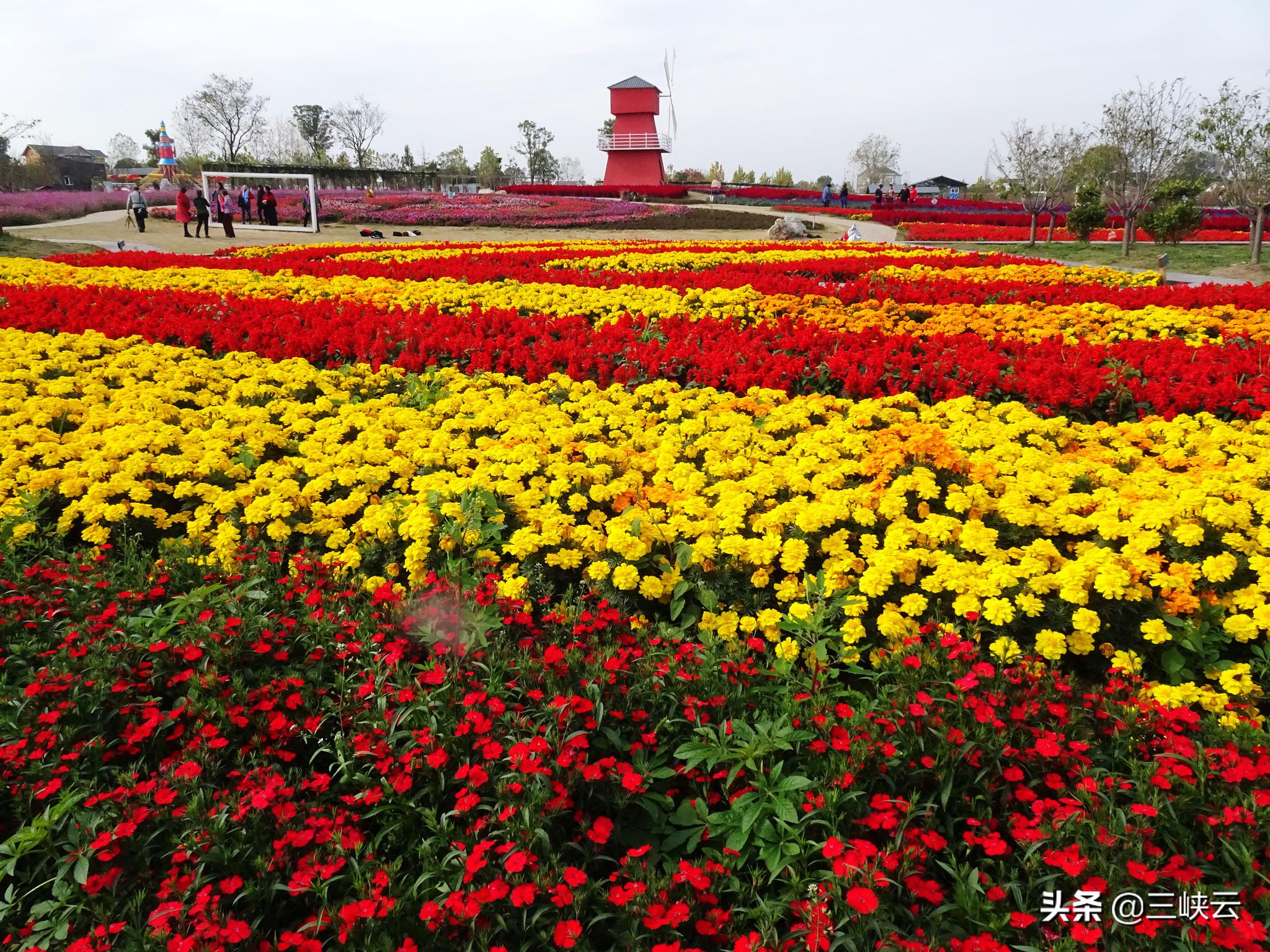 湖北枝江同心花海,徜徉在花海之中,感受冬日花海之美