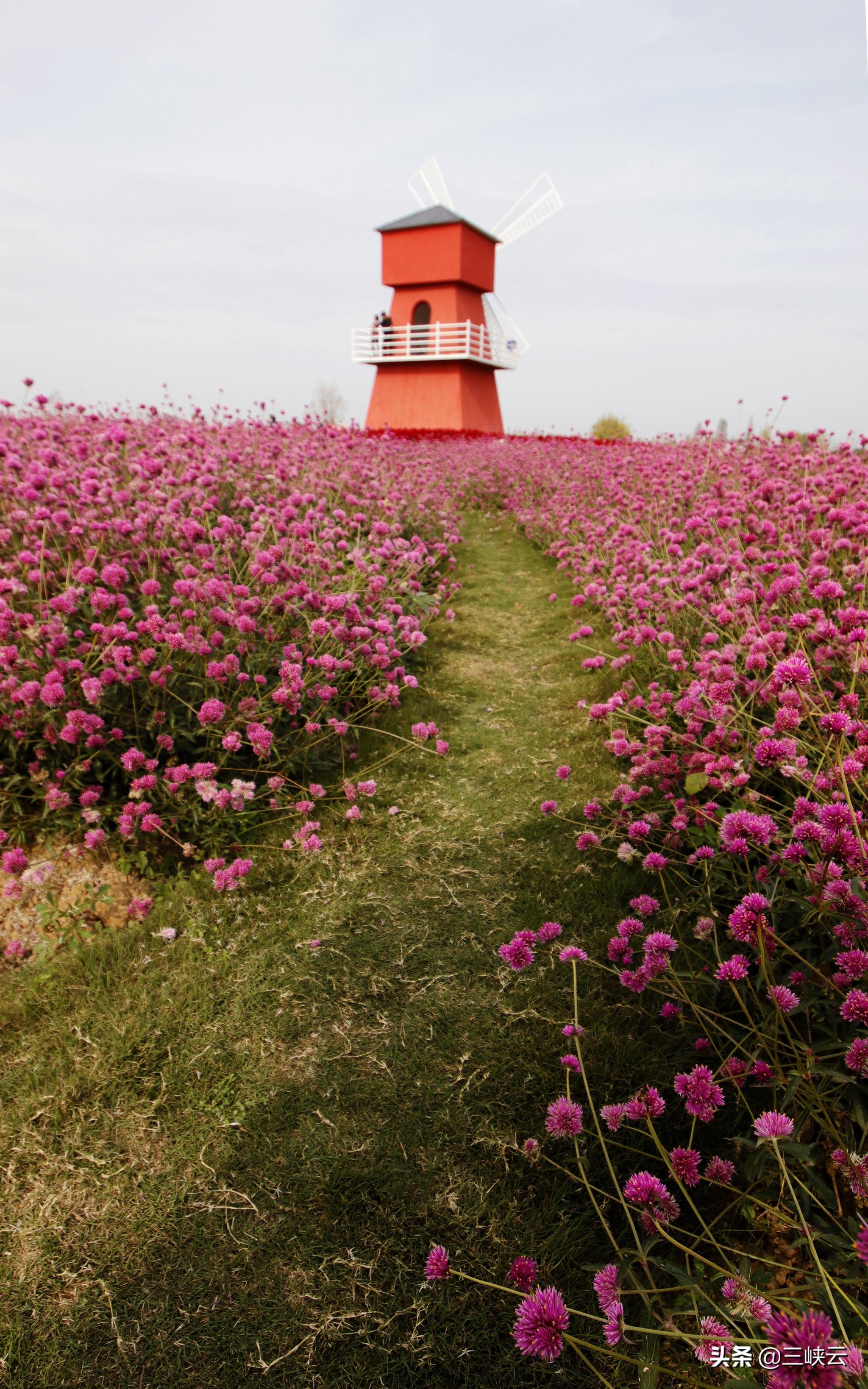 湖北枝江同心花海,徜徉在花海之中,感受冬日花海之美