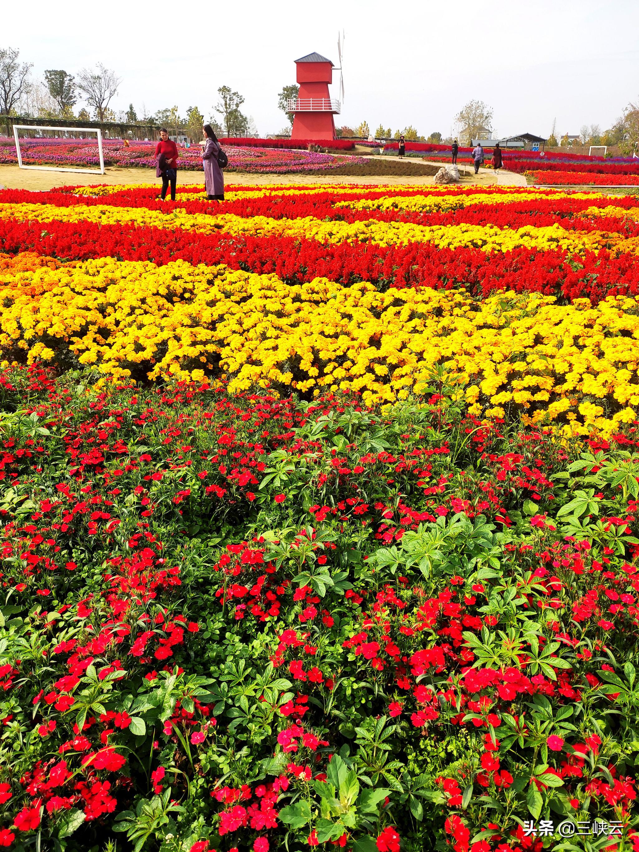 湖北枝江同心花海,徜徉在花海之中,感受冬日花海之美