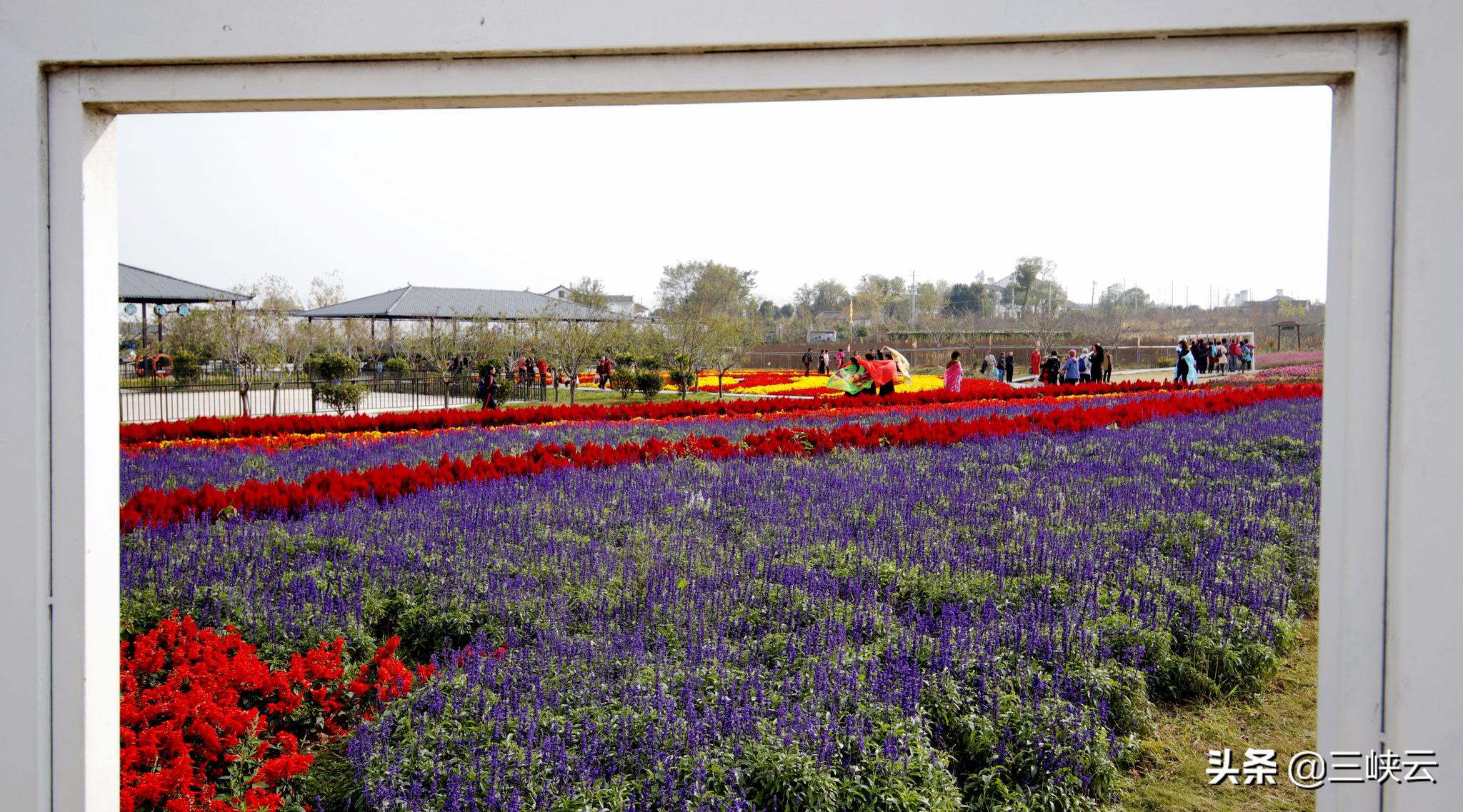 湖北枝江同心花海,徜徉在花海之中,感受冬日花海之美