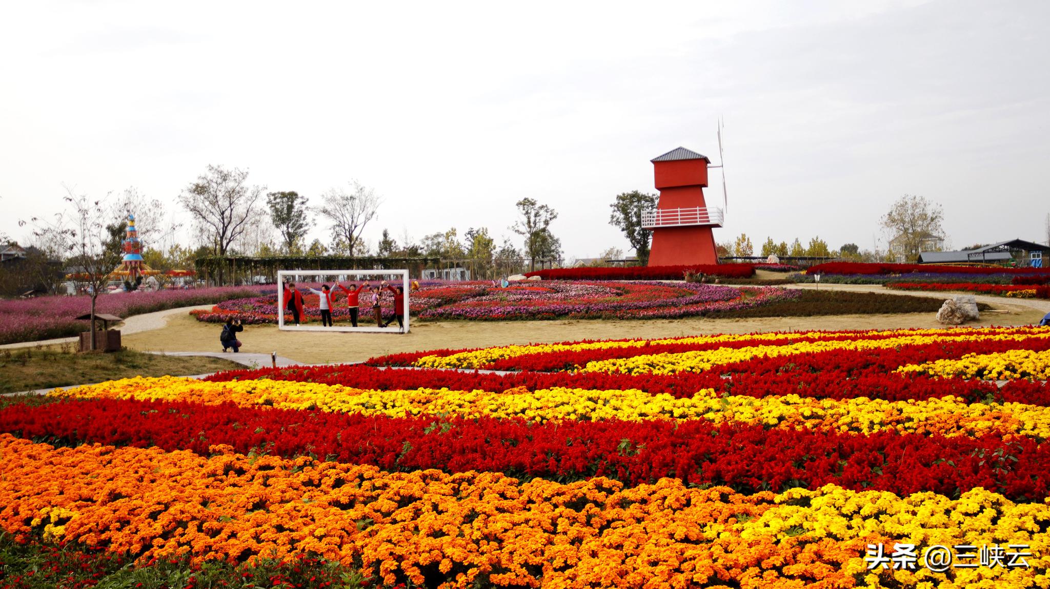 湖北枝江同心花海,徜徉在花海之中,感受冬日花海之美