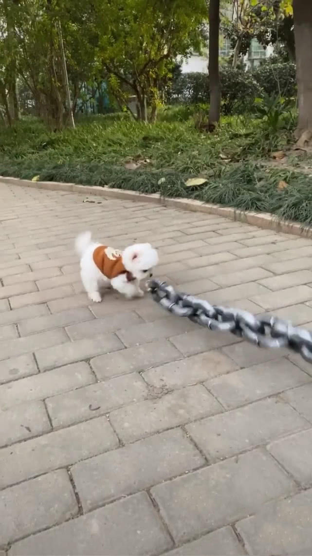 女子牵着一条粗大铁链遛狗,男子走近一看后笑喷,网友:真是萌犬