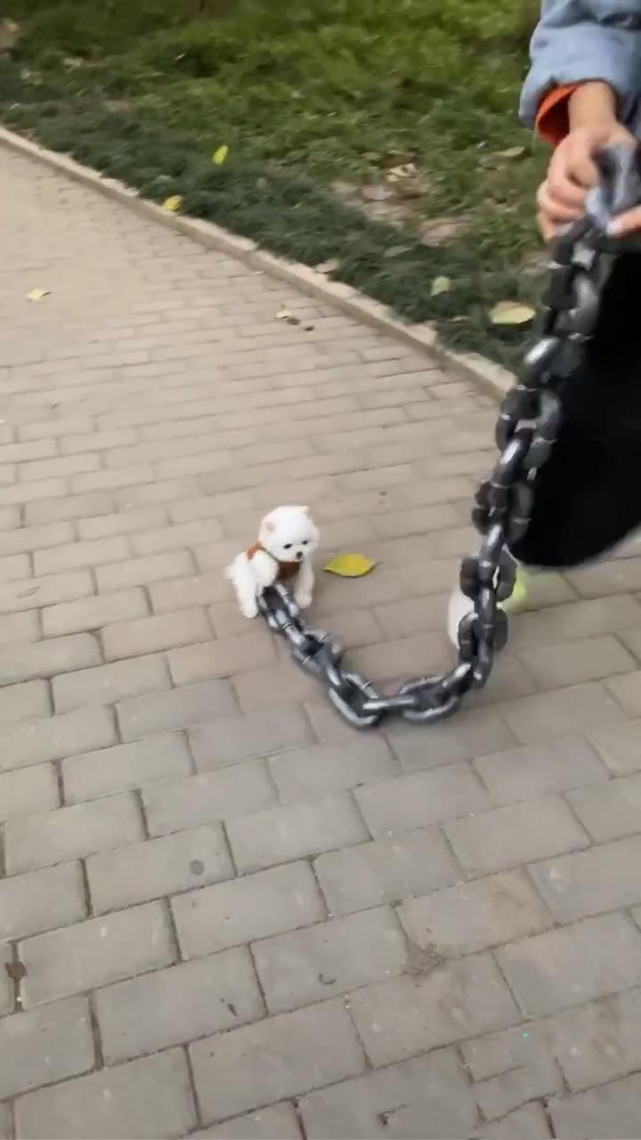 女子牵着一条粗大铁链遛狗,男子走近一看后笑喷,网友:真是萌犬