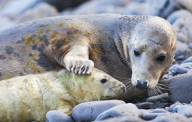 海豹母子互动笑坏摄影师,网友:好萌的一对母子!