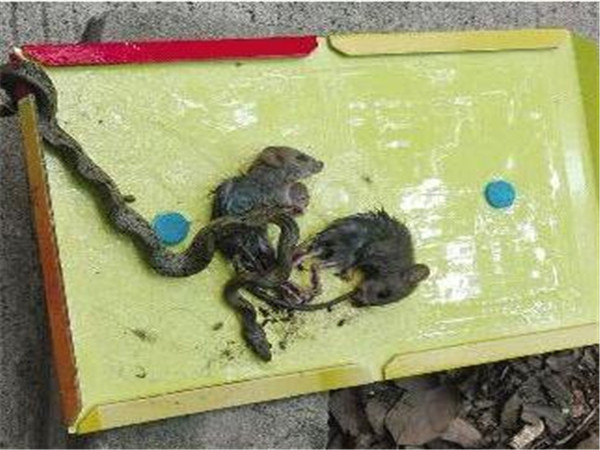 天津消杀灭老鼠灭老鼠哪些方法最好