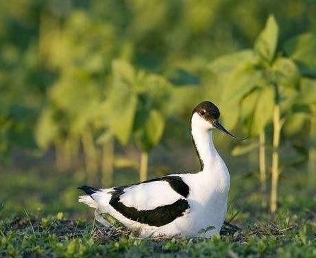 长反了"的鸟,会撒网式捉鱼,遇天敌就群攻|闽江|反嘴鹬|嘴巴_新浪新闻