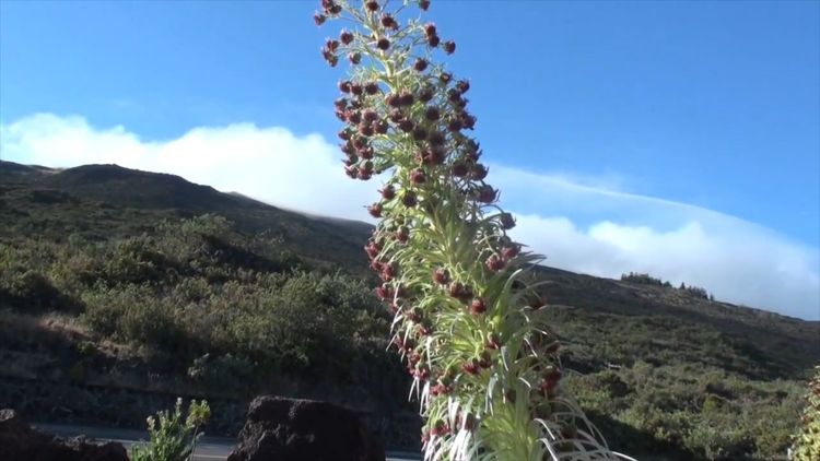全球最奇特的花,每六十年开花一次,已被列为珍稀物种