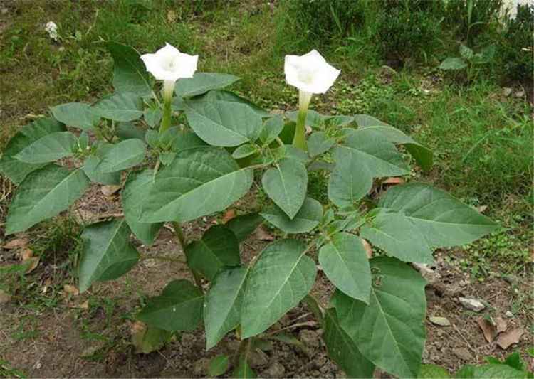 酷似喇叭花,全株有毒,却遍布全国农村,不少人误食