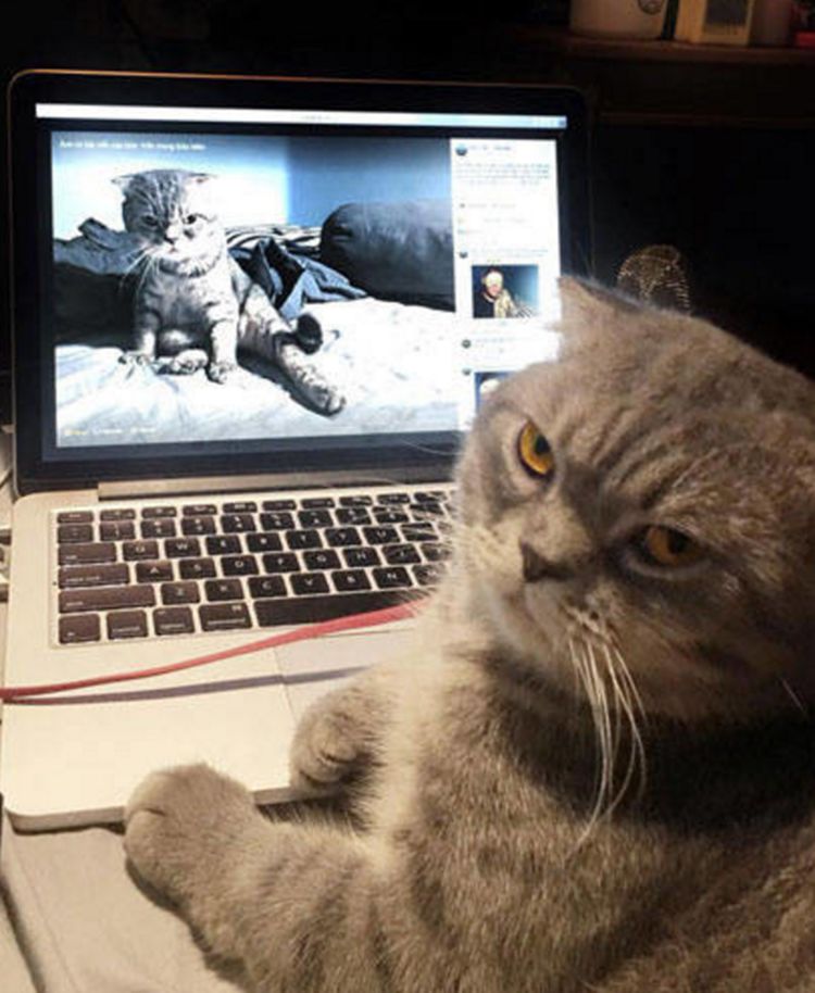 猫咪看着电脑里的照片,转头一脸怒意盯着主人,真相让人笑喷