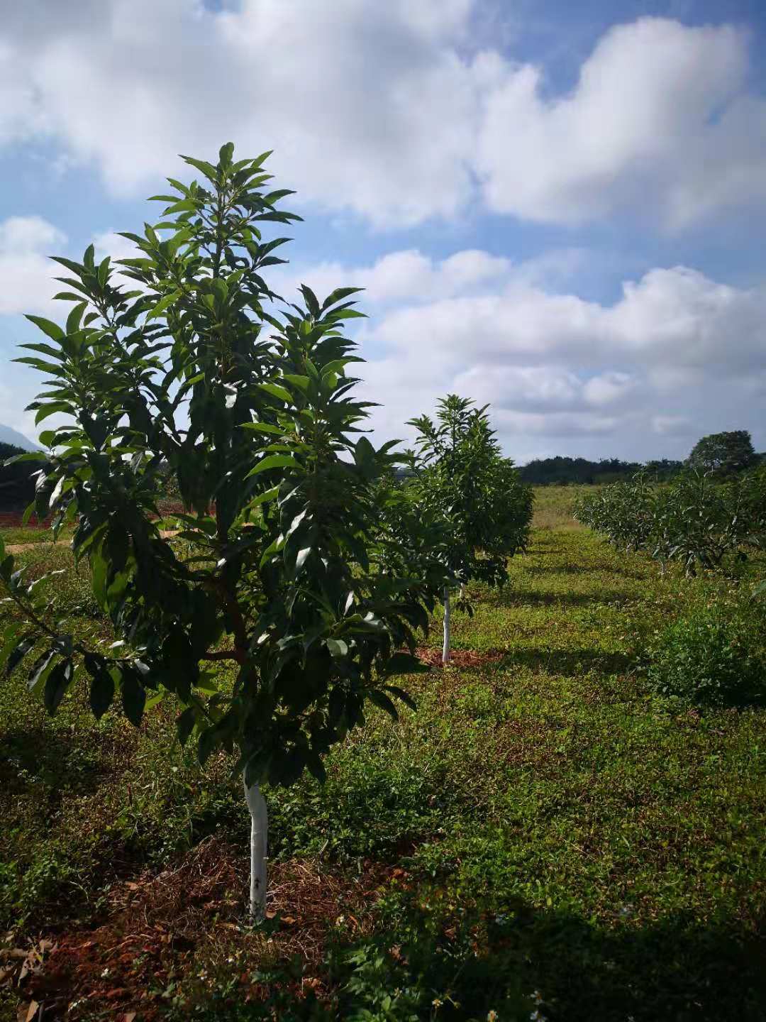 你的牛油果树为什么会落果?