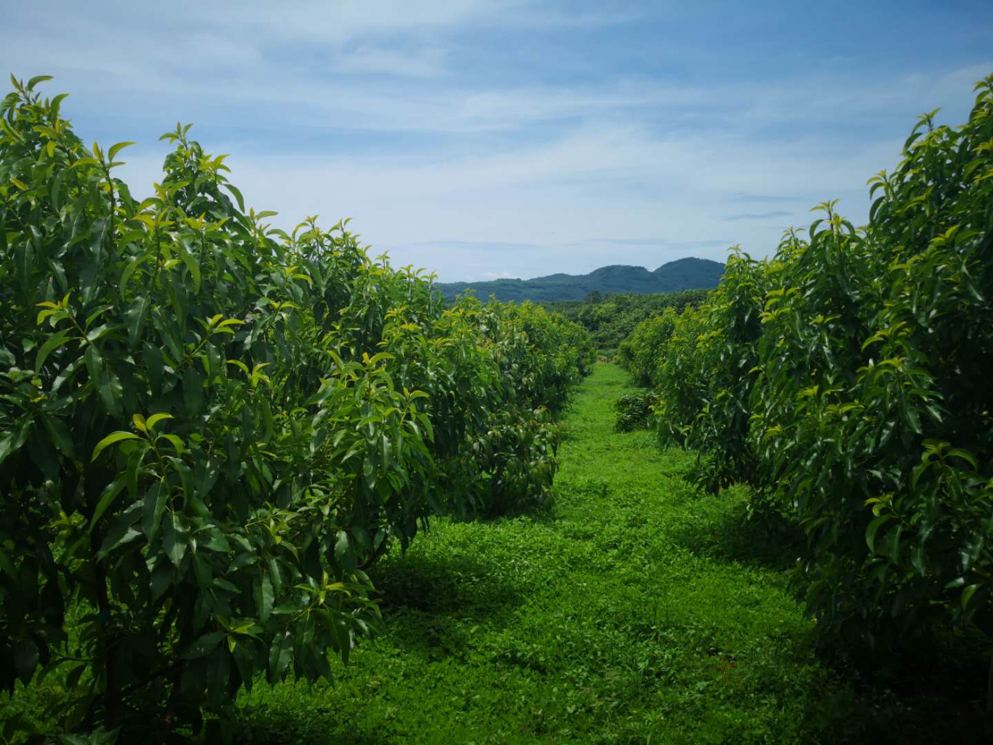 你的牛油果树为什么会落果?