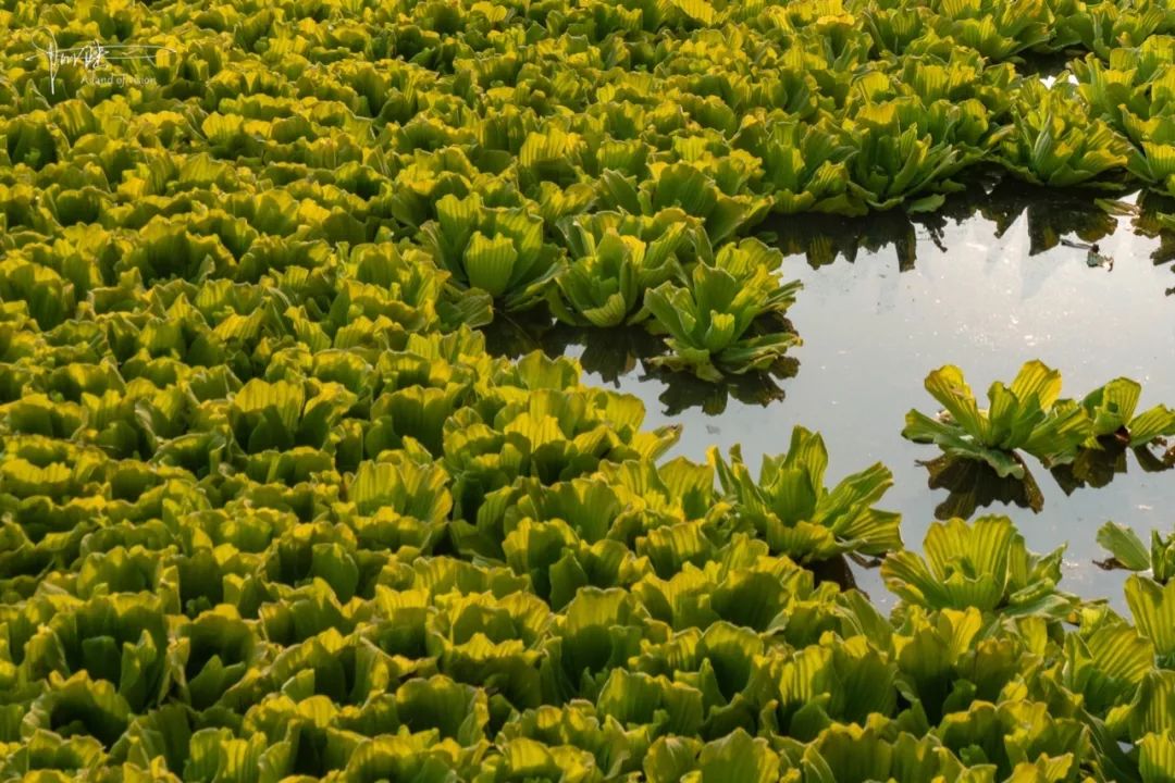 这种"水白菜"是我国最危险入侵物种之一,但它也能用来净化水质