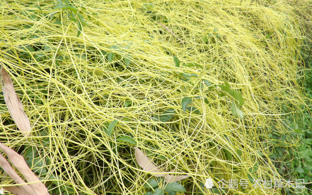 此为菟丝子农民见了就头疼殊不知价值极为珍贵