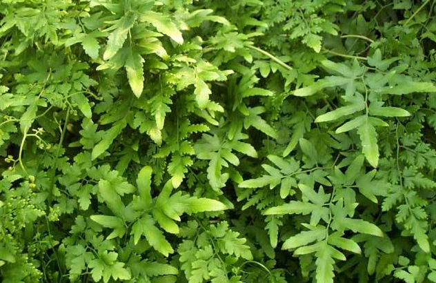 野外珍贵又罕见的海金沙,据说治疗结石有好效果,如今一斤80元|草药|海