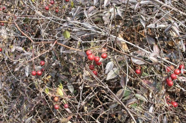荒地上一种带刺树藤老农挖根部泡酒喝祛风湿藤做成手镯不便宜