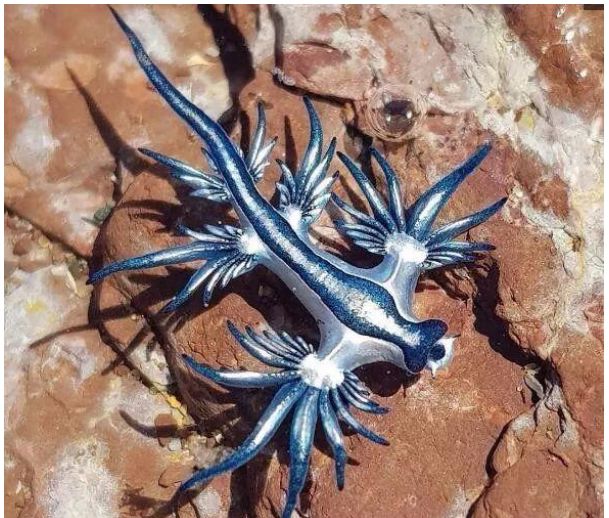 敢捕食僧帽水母的美丽生物像是穿越到人间的宠物小精灵