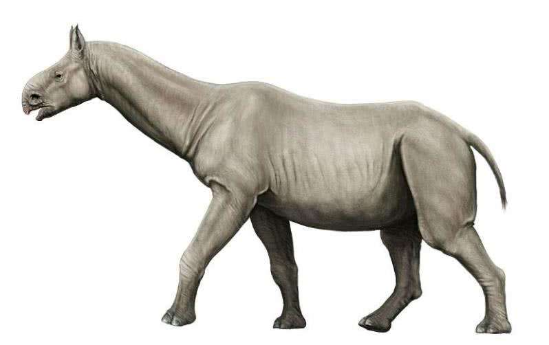 一只成年的霸王龙虽然在体长上超过了远古巨犀,但是体重和身高仍然甘