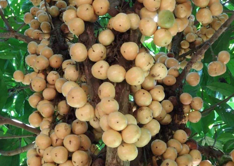 长在树上的"蒜瓣"果子看起来像葡萄,吃起来酸甜可口还能促消化