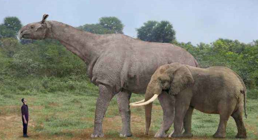 重达20吨的史前巨犀vs霸王龙会轻松获胜吗