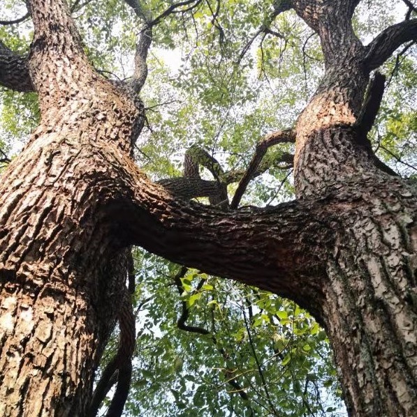 衡阳这个地方发现罕见单棵连理枝!