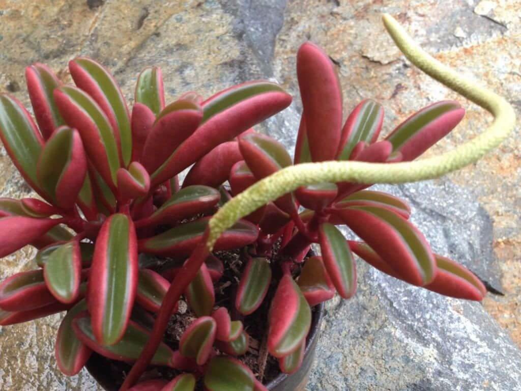 为啥总有人把红背椒草当成多肉植物养