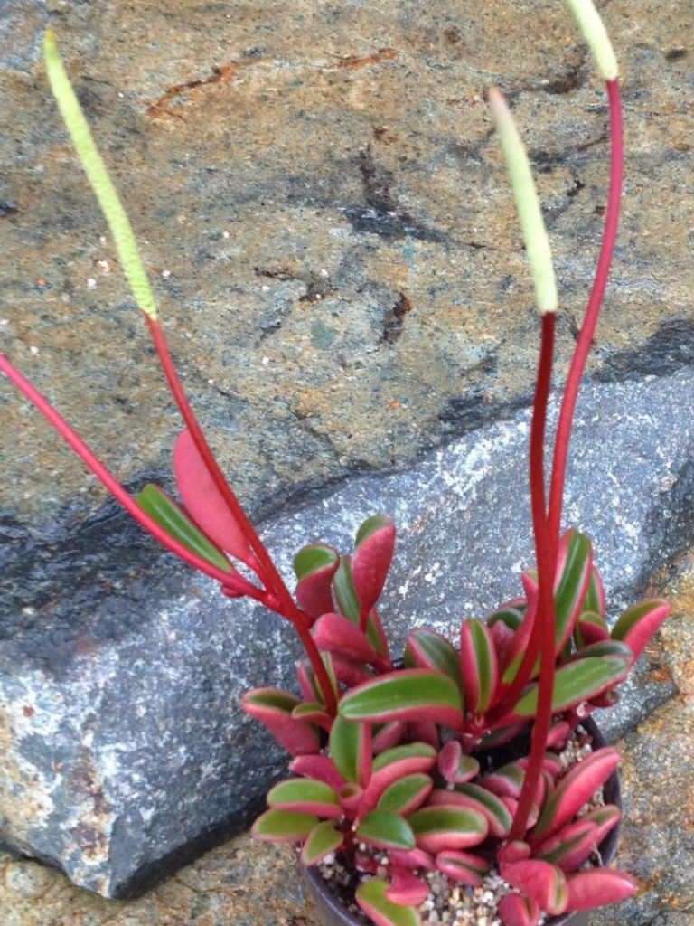 为啥总有人把红背椒草当成多肉植物养