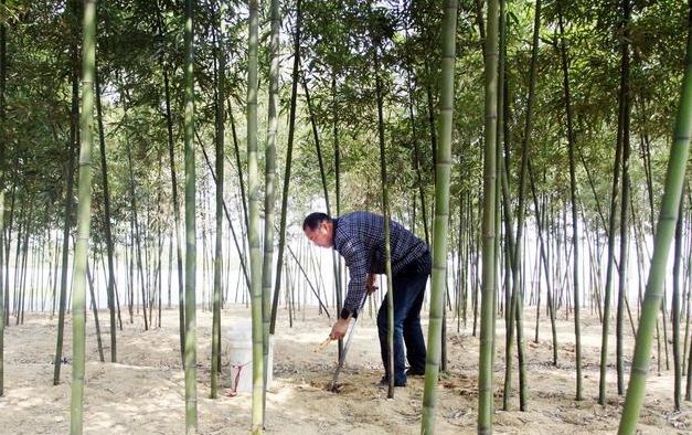 种植食用小竹笋,选择哪些竹子品种好?如何种植能高产早出笋?
