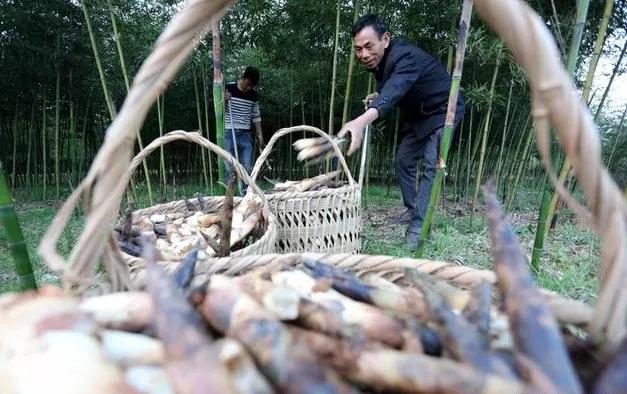 种植食用小竹笋,选择哪些竹子品种好?如何种植能高产早出笋?
