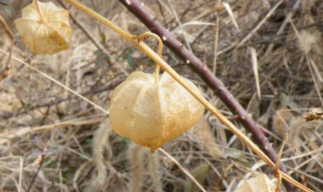 农村野外的响铃草,曾是农村娃的野果,如今城里一斤卖到120元