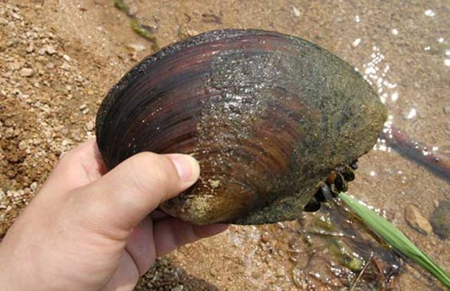 中国巨型河蚌入侵北美既是美味又能培育珍珠美国却要痛下杀手