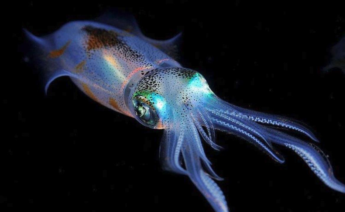 乌贼眼睛和人眼构造不一样,人类寻找的四维空间,它看得一清二楚