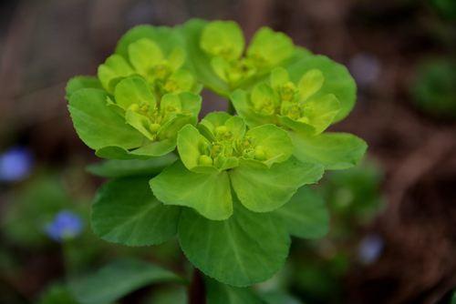 这野草看着柔软却不能碰,野地碰到却不能碰,小心"烂手"