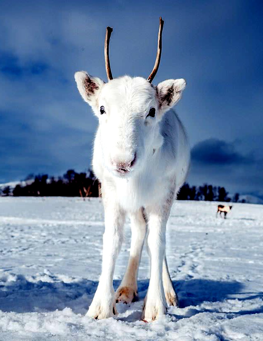 挪威的白色驯鹿,犹如冰雪精灵,网友:梦中的圣诞节场景