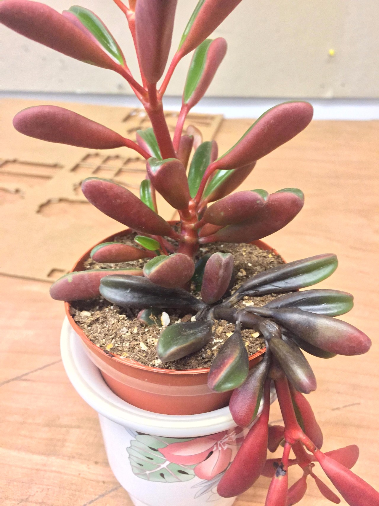 为啥总有人把红背椒草当成多肉植物养