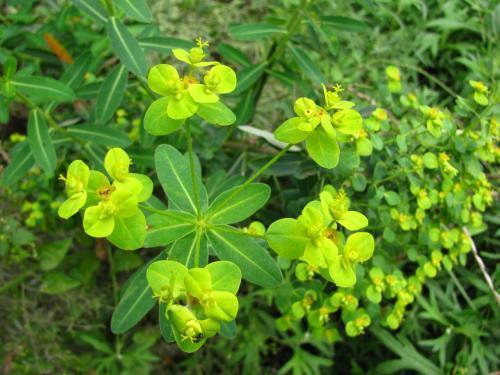 这野草看着柔软却不能碰,野地碰到却不能碰,小心"烂手"