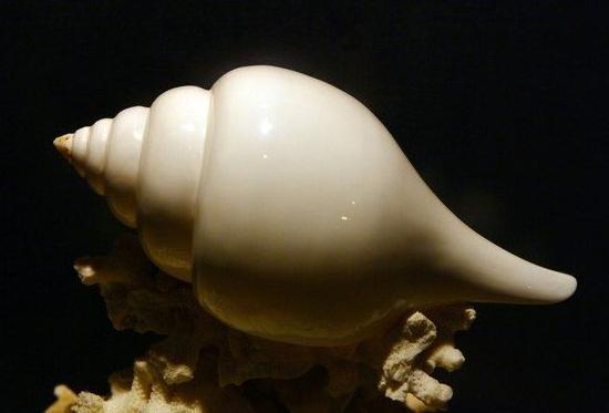 心理测试:凭第一直觉选一个漂亮的海螺,测你的人际关系怎么样?