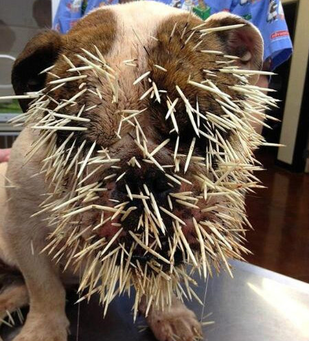 斗牛犬挑衅豪猪,最后豪猪送大礼,斗牛犬变成刺猬!